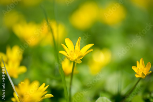 Beautiful yellow Lesser Celandine (Ficaria verna) flower in green grass