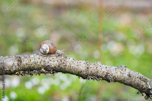 Burgundy snail (Helix pomatia) crawling on branch in forest