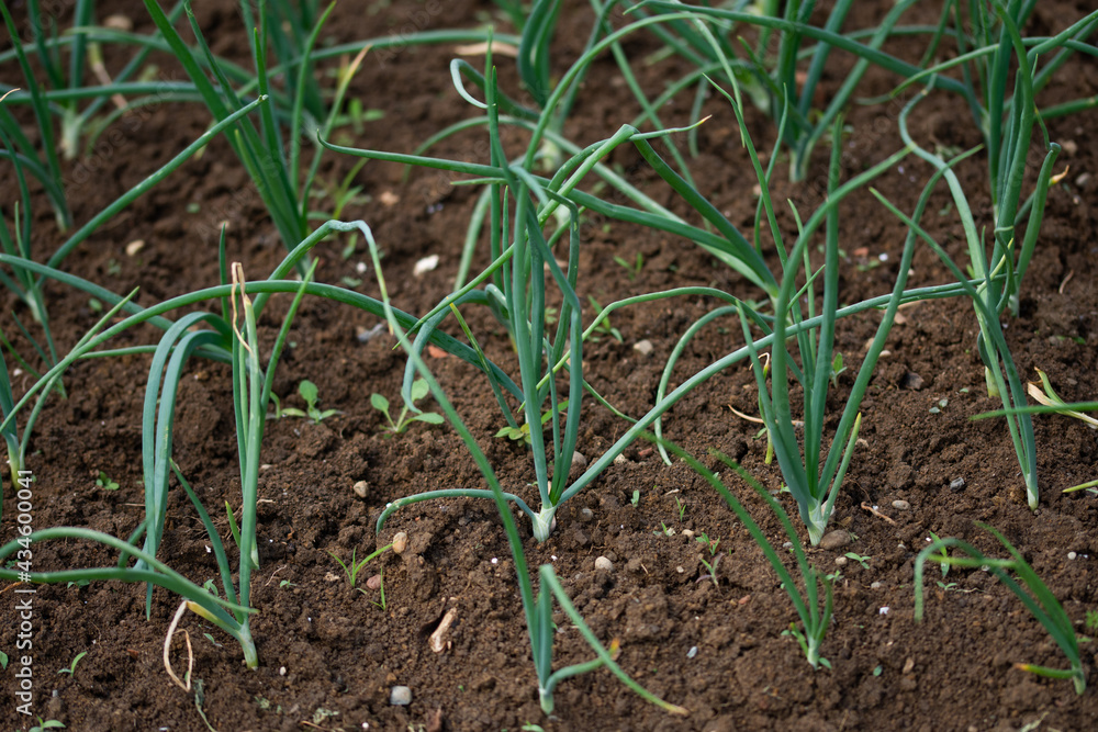 Organically grown onions with chives in the soil. Organic farming. Organically grown onions with chives in the soil. Organic farming.
