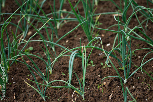 Organically grown onions with chives in the soil. Organic farming.
