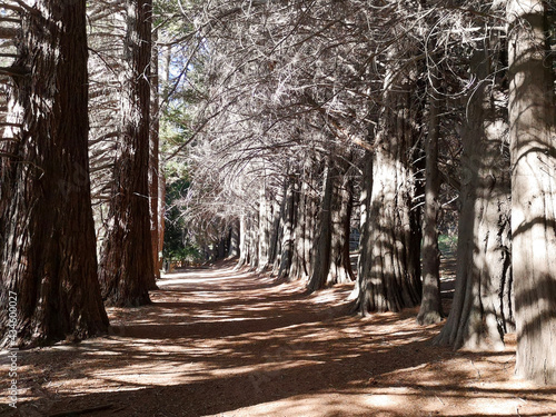 path in the forest