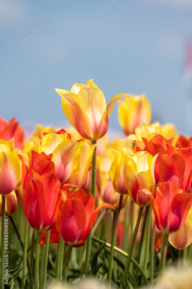 Tulip - Tulip fields - Tulips holland - Tulip netherlands - tulips Tulip - Tulip fields - Tulips holland - Tulip netherlands - tulips