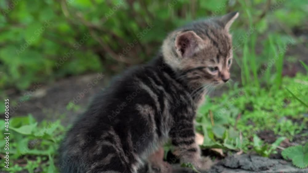 homeless kittens. The kittens are lying on the green lawn and play. 4k homeless kittens. The kittens are lying on the green lawn and play. 4k