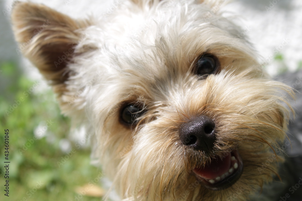 yorkshire terrier portrait