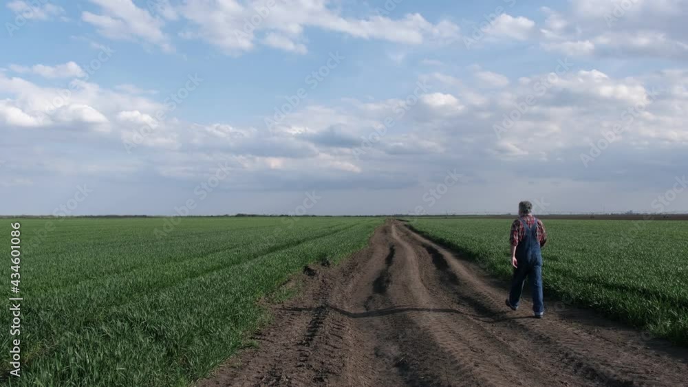 Farmer or agronomist walking and inspect quality of wheat plants in field, agriculture in early spring Farmer or agronomist walking and inspect quality of wheat plants in field, agriculture in early spring