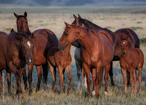 Beautiful herd of American Quarter Horses in Montana. Mares, and foals, buckskin and sorrel, bay and dunn all colorful galloping and grazing on the grassy plains in front of the Pryor Mountains.