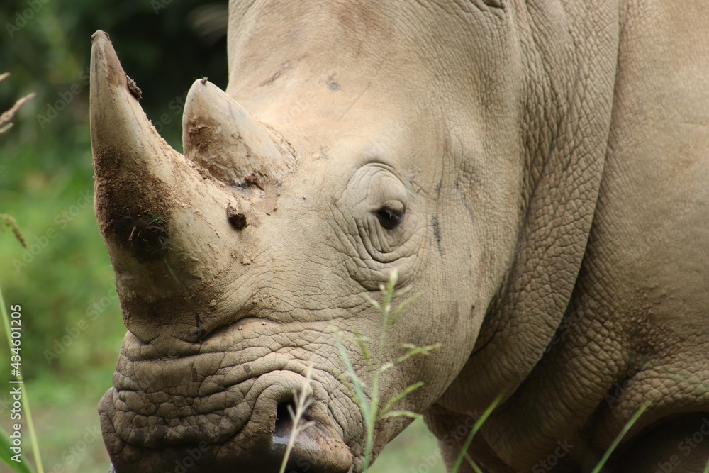 Fototapeta premium close up of a rhino