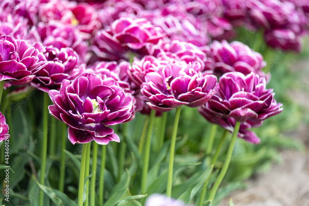 Obraz premium Tulip - Tulip fields - Tulips holland - Tulip netherlands - tulips
