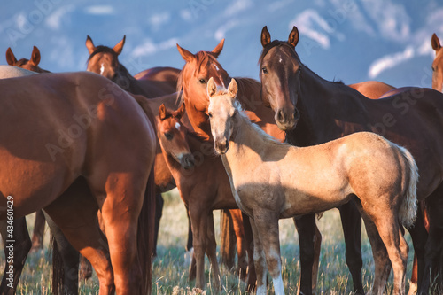 Εκτύπωση καμβά Beautiful herd of American Quarter Horses in Montana
