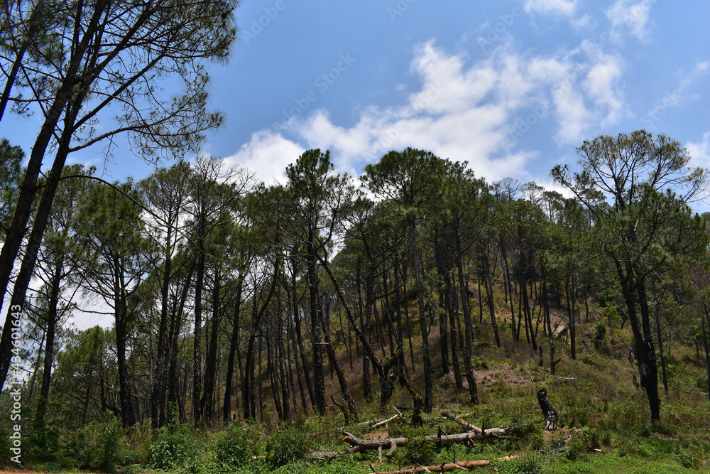 Beautiful Indian pine or pinus roxburghii trees and blue sky