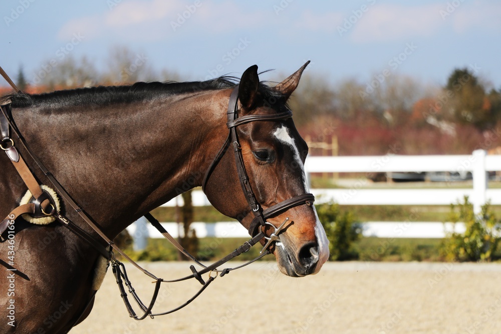Portrait of a horse Portrait of a horse