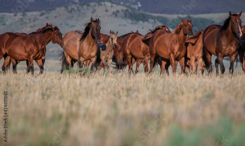 Beautiful herd of American Quarter Horses in Montana. Mares, and foals, buckskin and sorrel, bay and dunn all colorful galloping and grazing on the grassy plains in front of the Pryor Mountains. photo