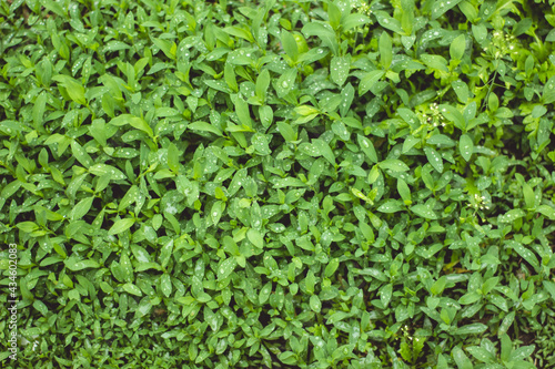 Many green leaves, colored background 