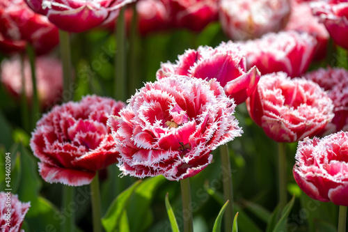 Tulip - Tulip fields - Tulips holland - Tulip netherlands - tulips