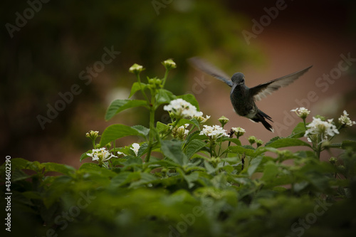 Motion blur on hummingbird wings. Defocused flowering garden background. Selective focus and blurred background. Spring landscape.