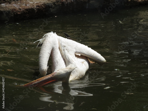 The great white pelican also known as the eastern white pelican, rosy pelican or white pelican is a bird in the pelican family.