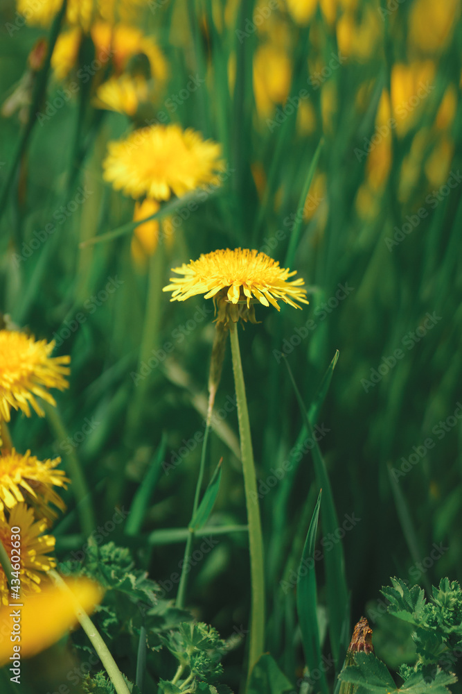 Bright yellow flowers dandelions on a green lawn. Bright yellow flowers dandelions on a green lawn.