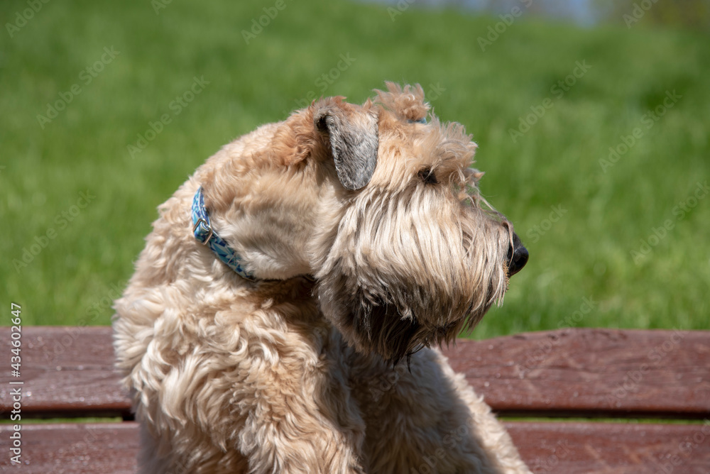 A fluffy dog sits on a wooden bench on a sunny spring day.