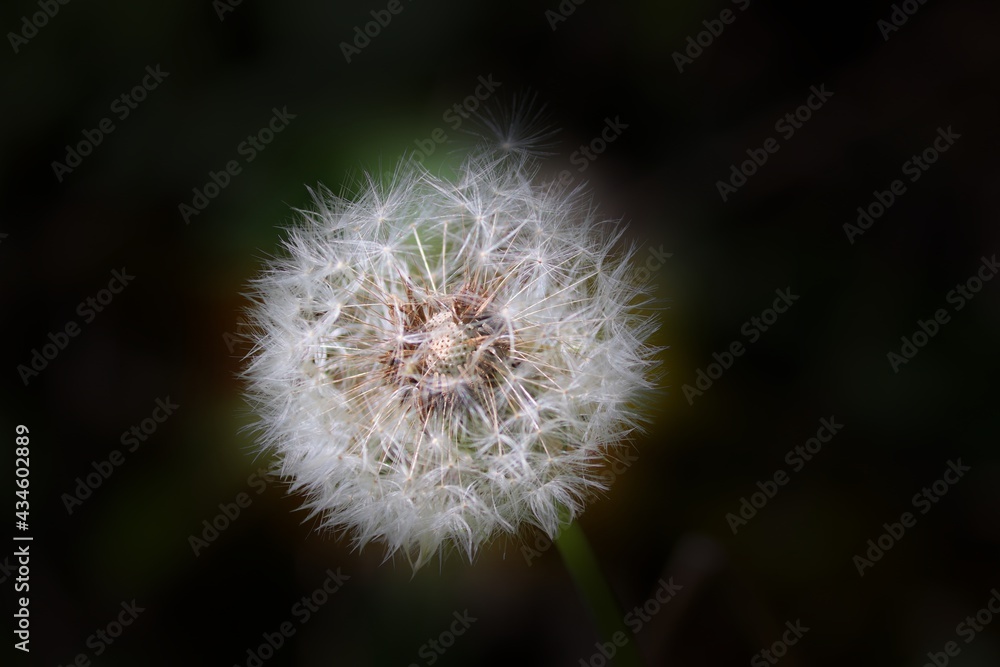 Pusteblume vor dunklem Hintergrund Pusteblume vor dunklem Hintergrund