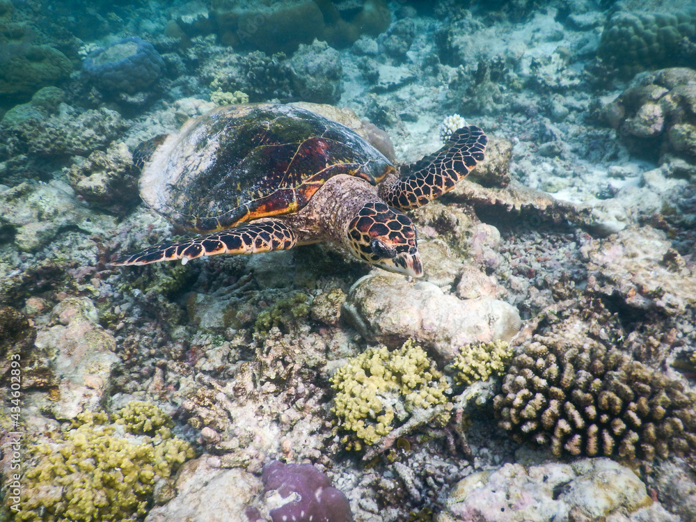 Fototapeta premium sea turtle