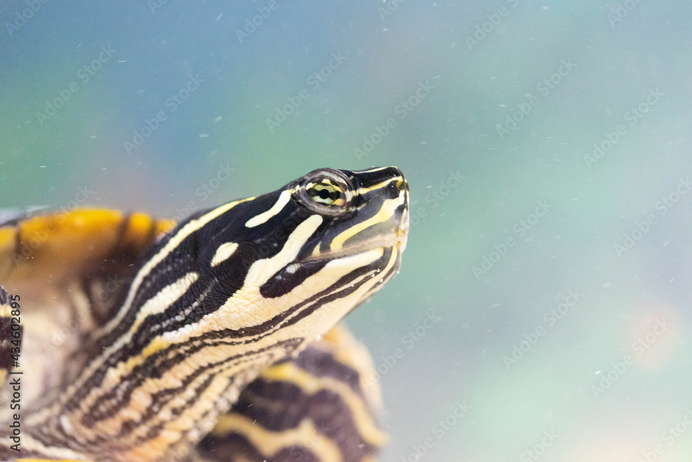 Fototapeta premium Schildkörte im Wasser