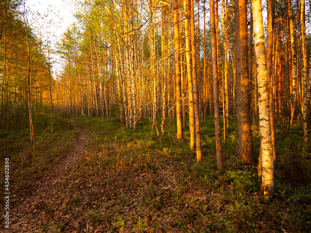 sunset in the forest sunset in the forest