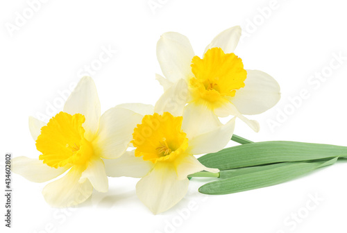 Narcissus isolated on white background © Alexander