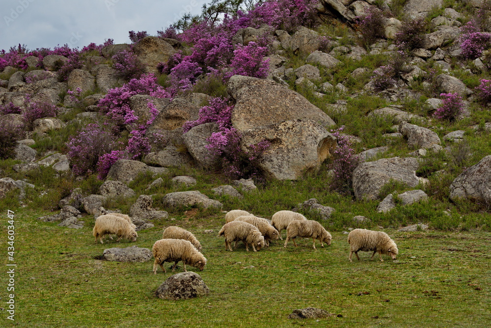Fototapeta premium Russia. South of Western Siberia. Altai. A small flock of sheep graze peacefully on a steep mountain slope surrounded by huge stones and flowering rhododendron.