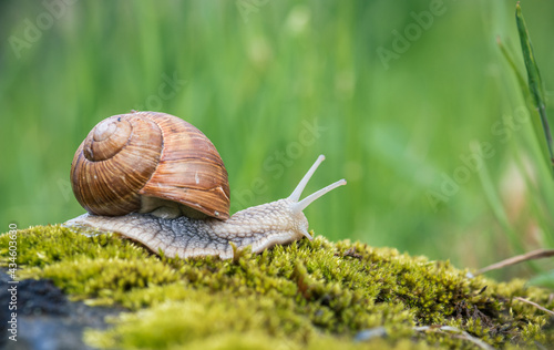 Snail (Helix pomatia) crawling on green moss with blurred background, shallow depth of field