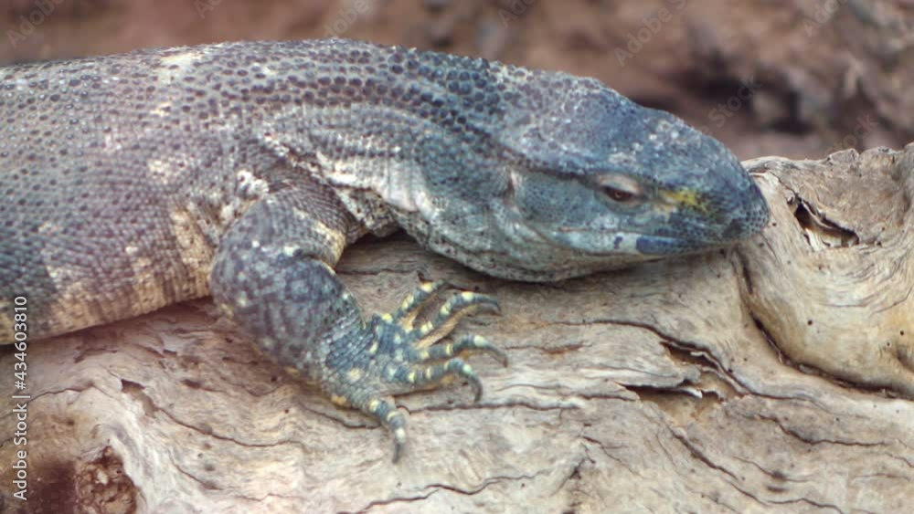 Big lizard standing on the branch in slow motion 120fps Big lizard standing on the branch in slow motion 120fps