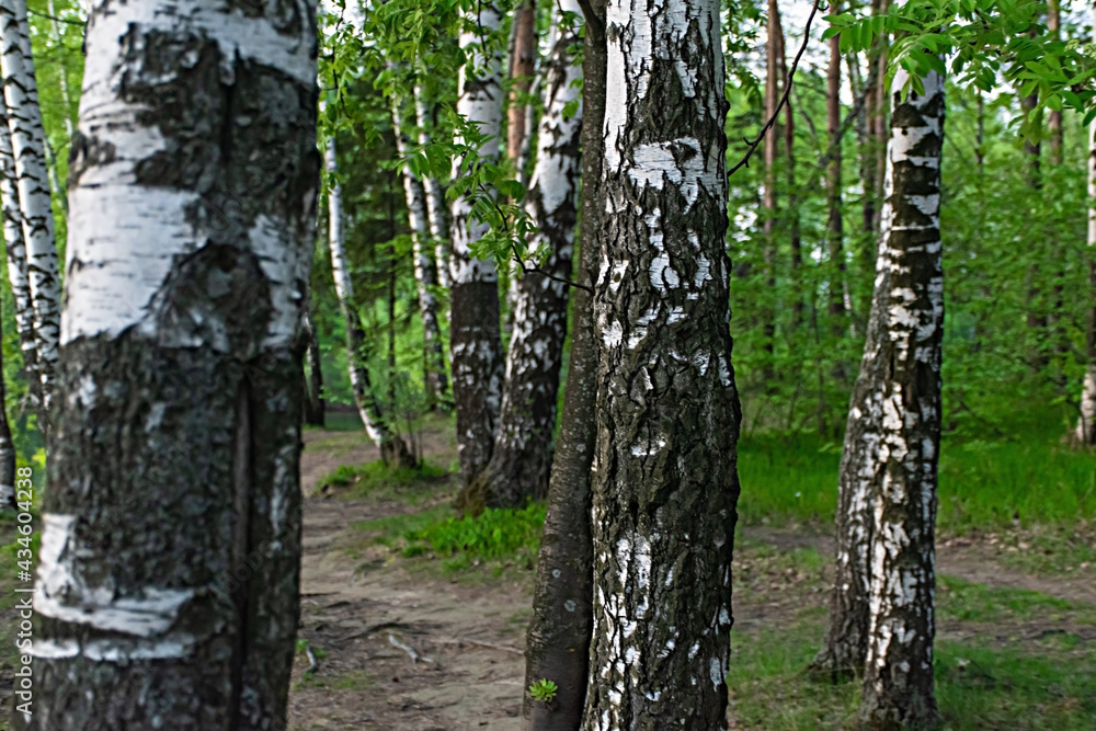 Birch trees in Russia in the spring.