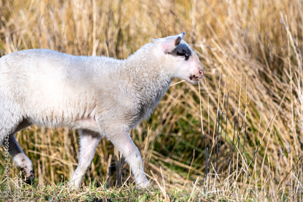Obraz premium sheep - lam - sheep in field- baby sheep - white sheep - brown sheep