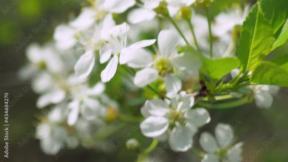 spring flowering of fruit trees. The wind shakes the flowers. close-up. 4k spring flowering of fruit trees. The wind shakes the flowers. close-up. 4k