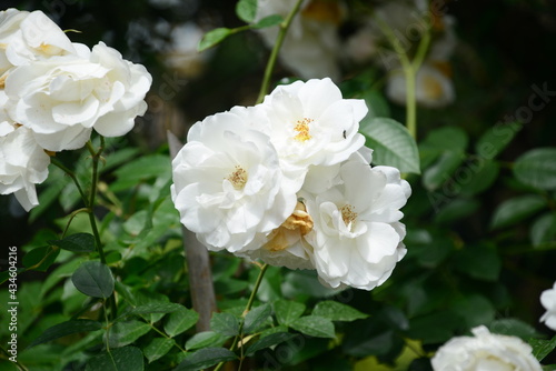 Italy-Rose, genus of the Rosaceae family