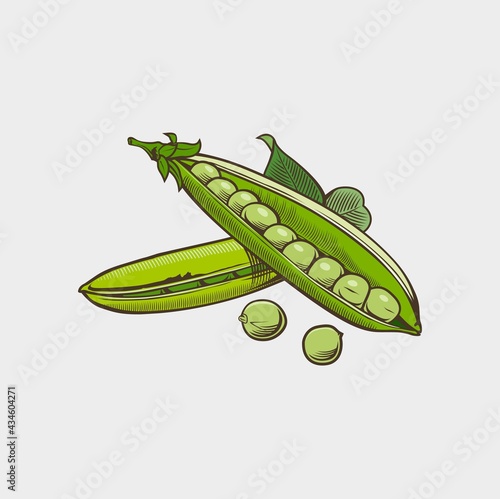 Snap pea vegetables Vector
