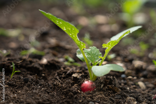 Radieschen im Beet