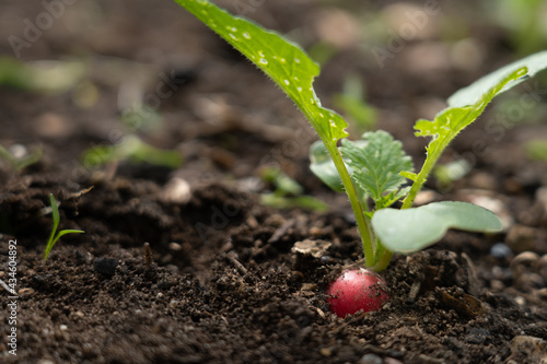 Radieschen im Beet
