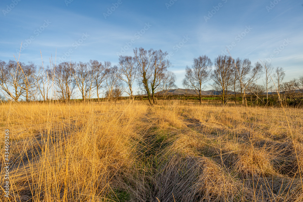 Field of dry grass with trees in the background under a blue sky with scattered clouds. Field of dry grass with trees in the background under a blue sky with scattered clouds.