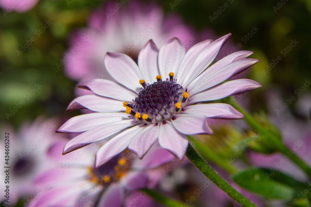 White and lilac-leaved flower with a purple and yellow center White and lilac-leaved flower with a purple and yellow center