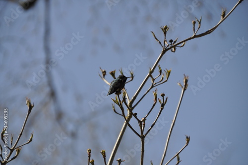 hummingbird on a tree