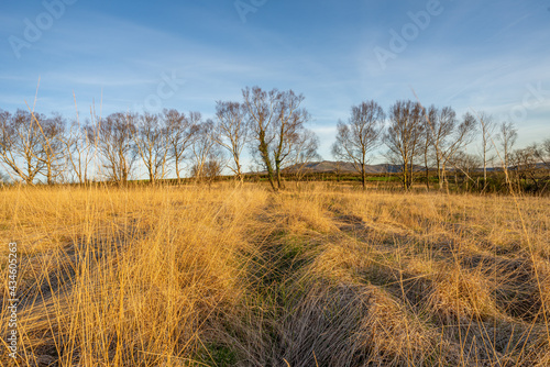 Field of dry grass with trees in the background under a blue sky with scattered clouds.