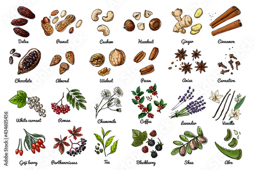 Vector food icons of nuts, berries, herbs. Colored sketch of food products. Dates, peanuts, chocolate grains, almonds, aloe vera, vanilla, lavender, cinnamon, ginger, anise