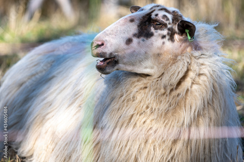 sheep - sheep portrait - brown sheep - white sheep