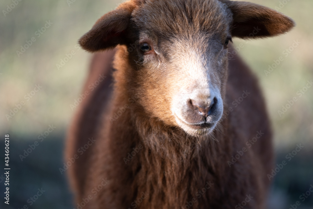 sheep - sheep portrait - brown sheep - white sheep sheep - sheep portrait - brown sheep - white sheep