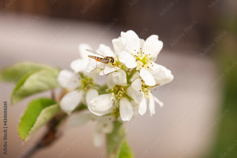 A wasp on a flowering branch. White flowers on a tree branch with an insect. The tree blooms in spring A wasp on a flowering branch. White flowers on a tree branch with an insect. The tree blooms in spring