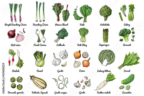 Vector food icons of herbs and vegetables, salads and spices. Colored sketch of food products. ceberg lettuce, sorrl, daikon radish, cucumber