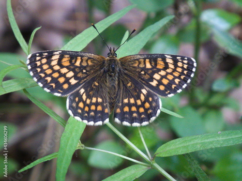 Motyl (Euphydryas maturna) przeplatka maturna. Butterfly (Euphydryas maturna) interlaced with maturna.