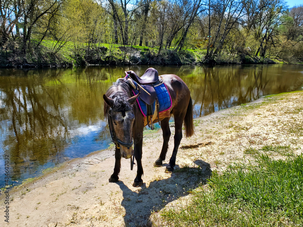 horse and rider horse and rider