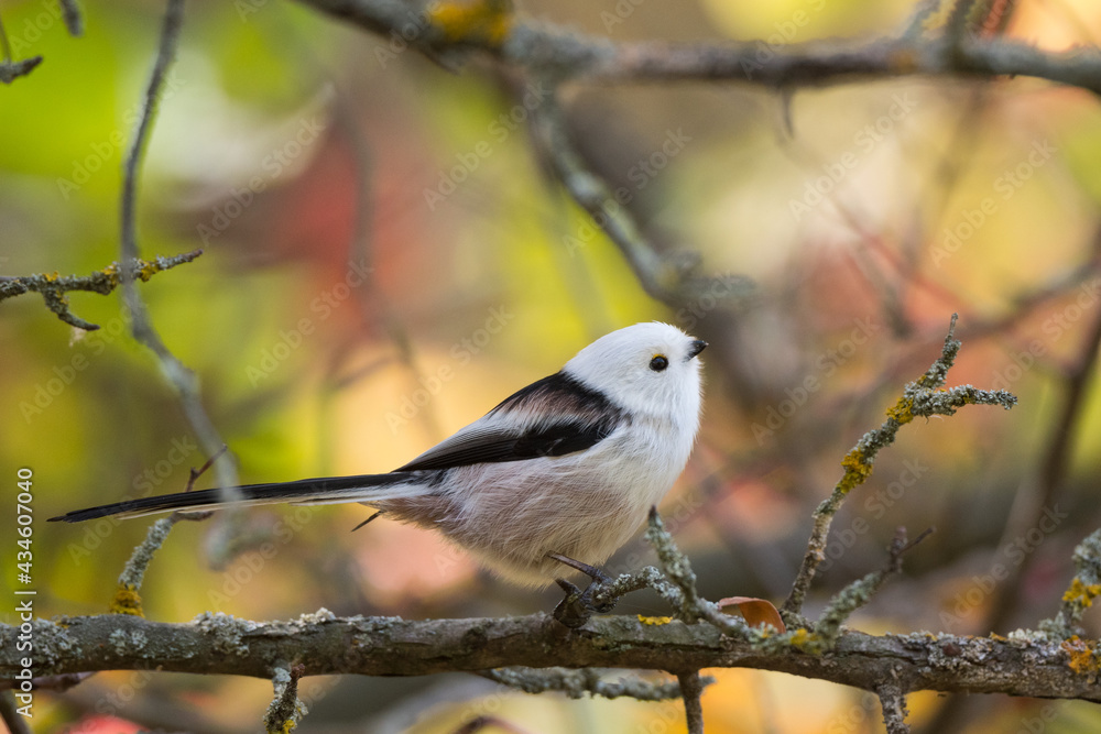 Long-tailed tit on a branch