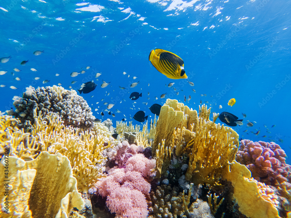 Fototapeta premium colorful corals and exotic fishes at the bottom of the red sea. beautiful natural summer background
